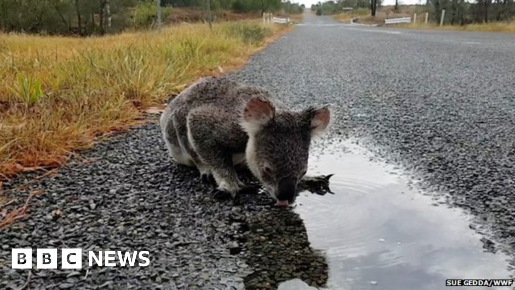 Koalas 'facing extinction' in some Australian states BBC News