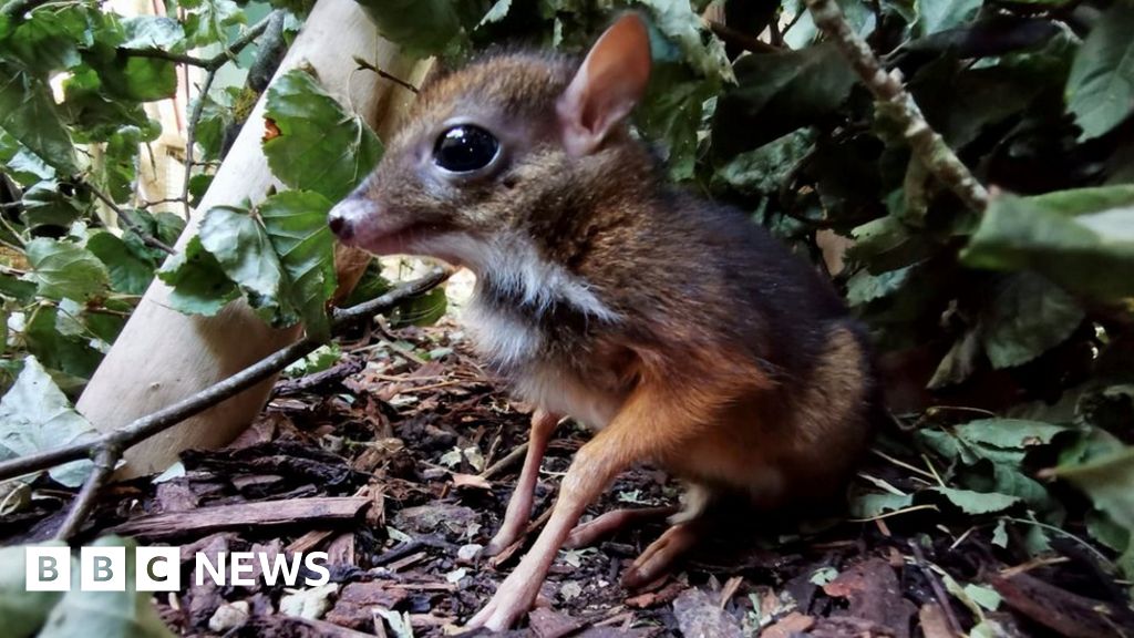 Bristol Zoo's Third Malayan Mouse Deer Born In A Decade - BBC News