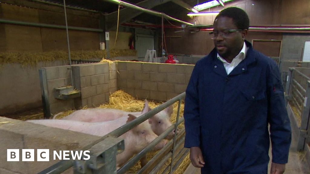 Gene-edited animal plan to relieve poverty in Africa