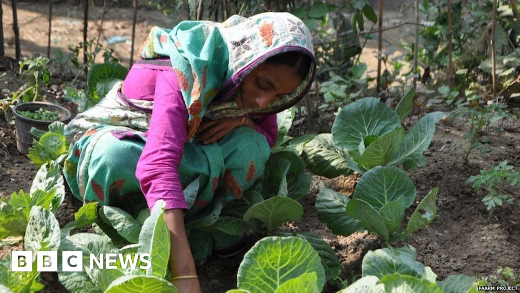 Can kitchen gardens combat climate change?