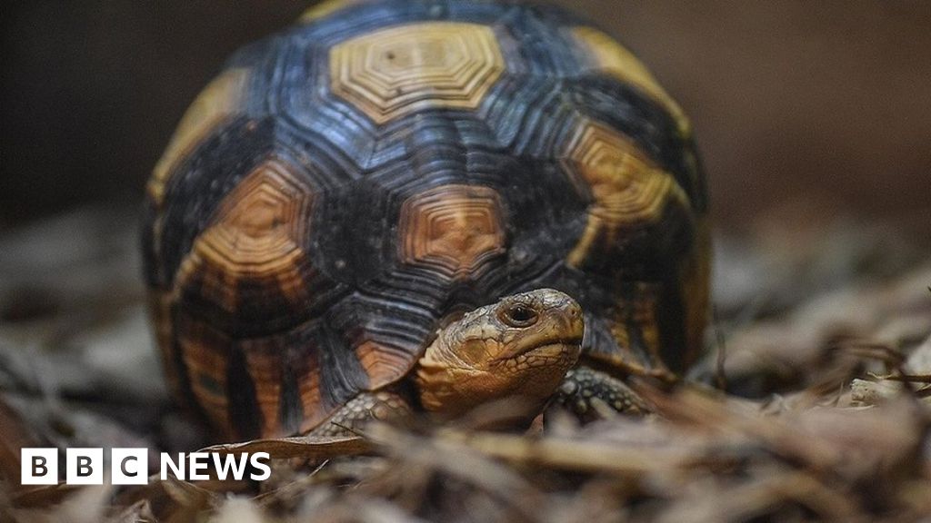 Smuggled Rare Ploughshare Tortoises Go On Display For First Time c News