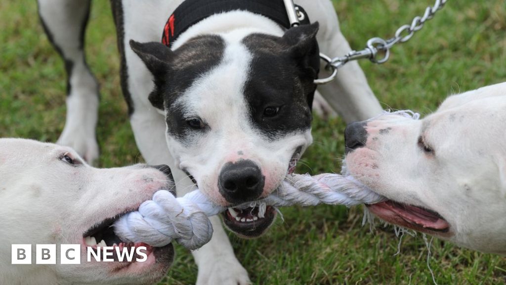 are american bulldogs a banned breed in the uk