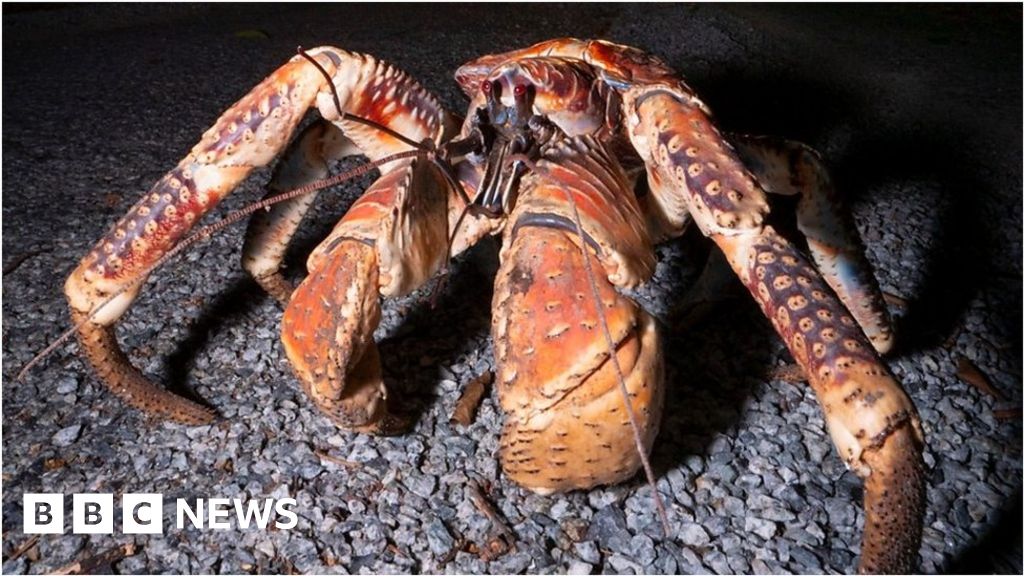 Christmas Island: 'A giant robber crab stole my camera'