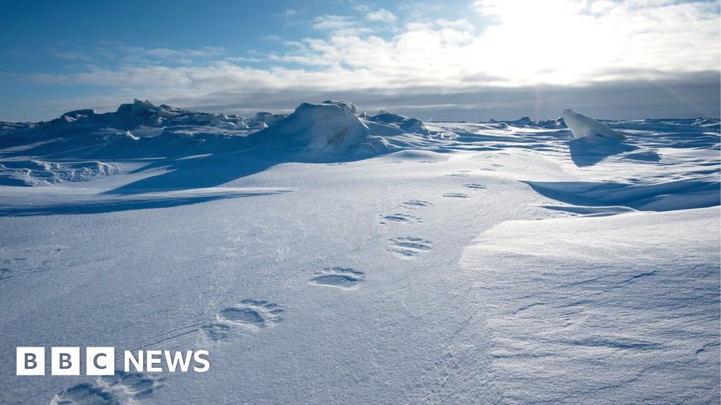 Collecting polar bear footprints to map family trees