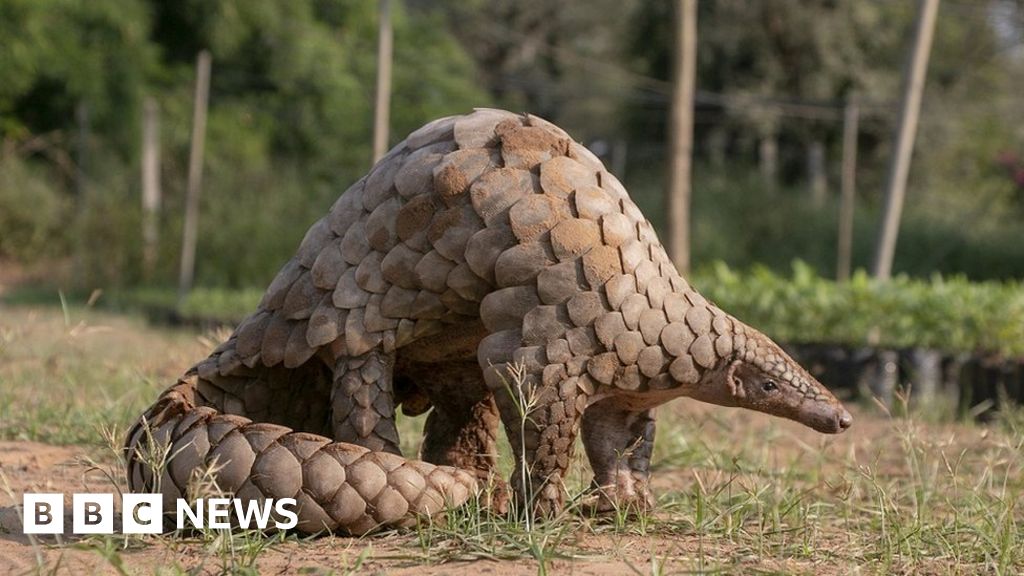 Big banks linked to products with pangolin and leopard parts