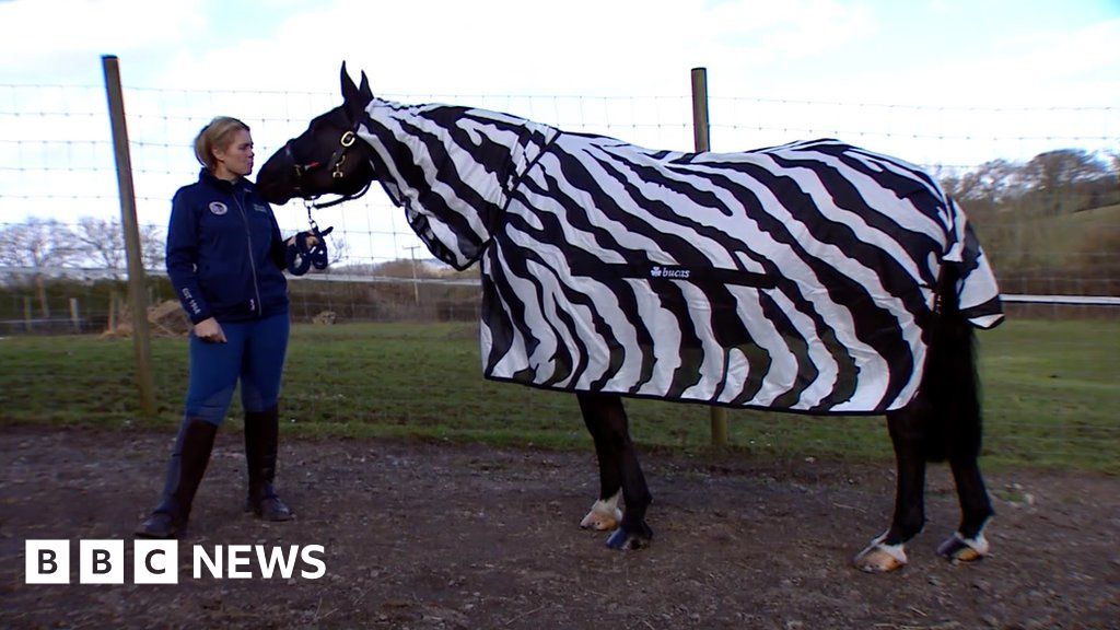 Why is this horse dressed like a zebra? BBC News
