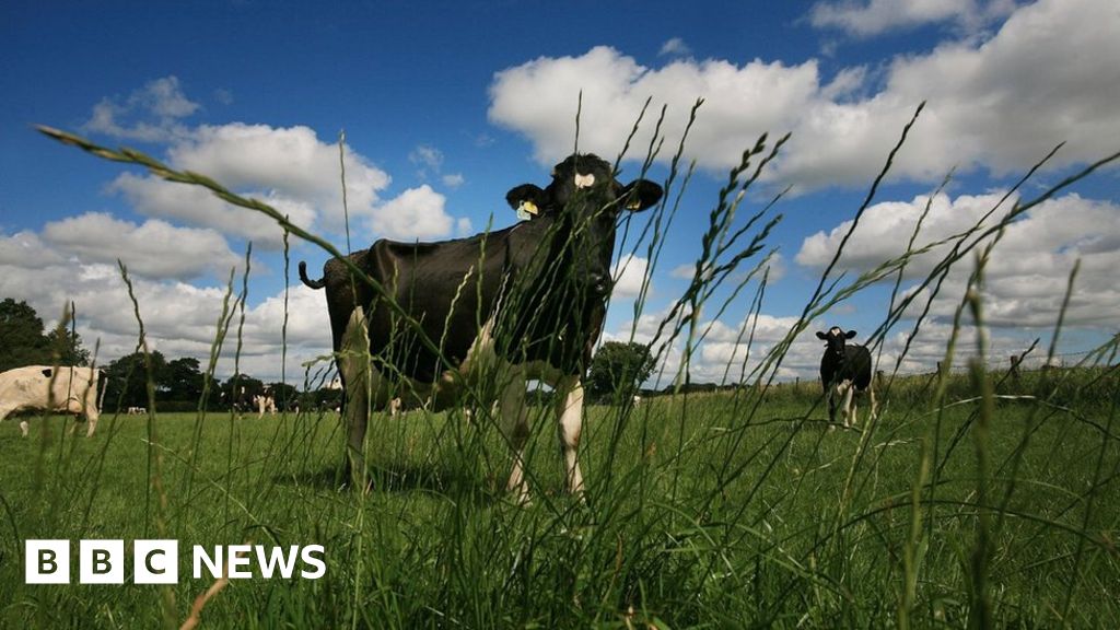 North Yorkshire dairy farms figure now under 500 BBC News