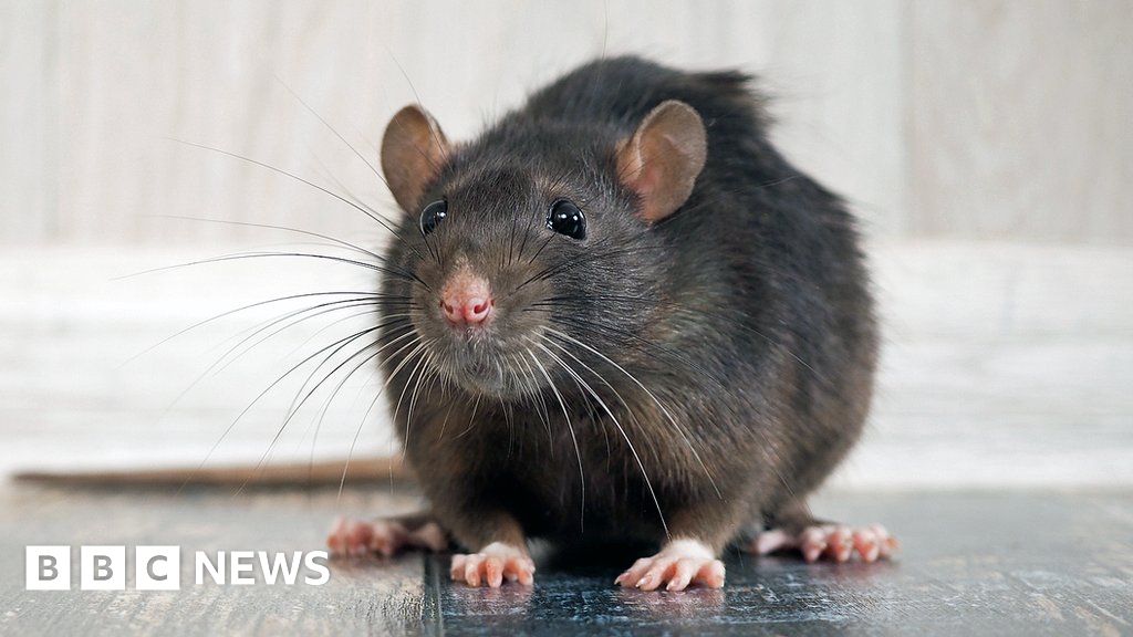 Keeping rats out of kitchens and bedbugs out of hotels - BBC News