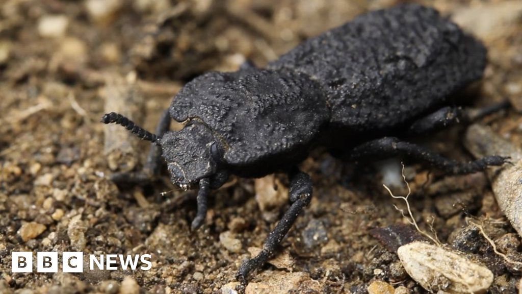 Secrets of the 'uncrushable' beetle revealed