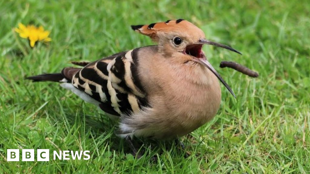 Rare bird visits garden and stays for three days