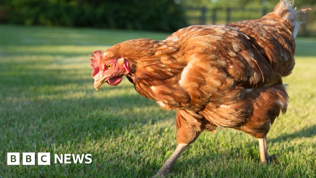 Why chicken is getting more and more expensive
