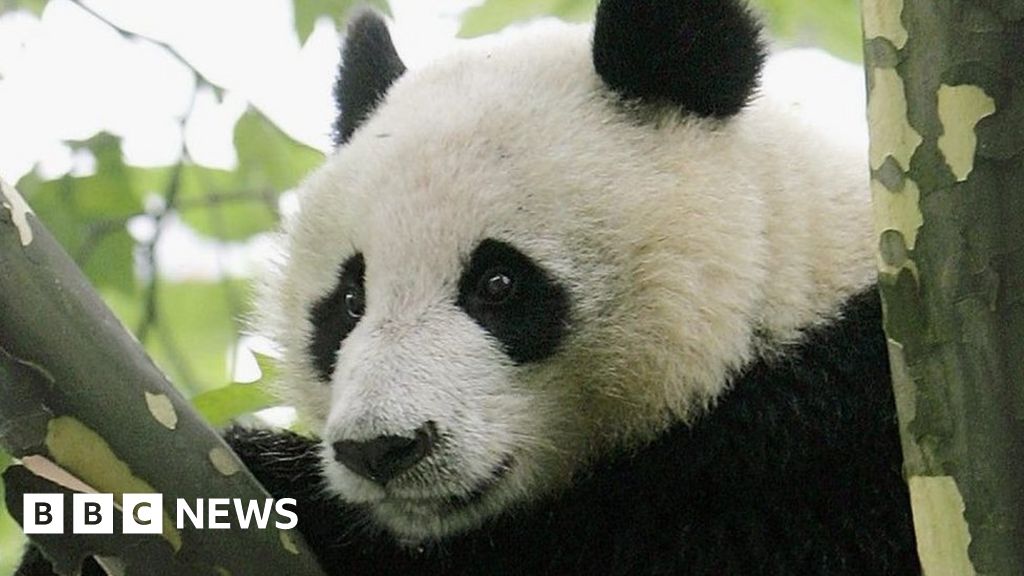 China to prosecute three over butchered panda - BBC News