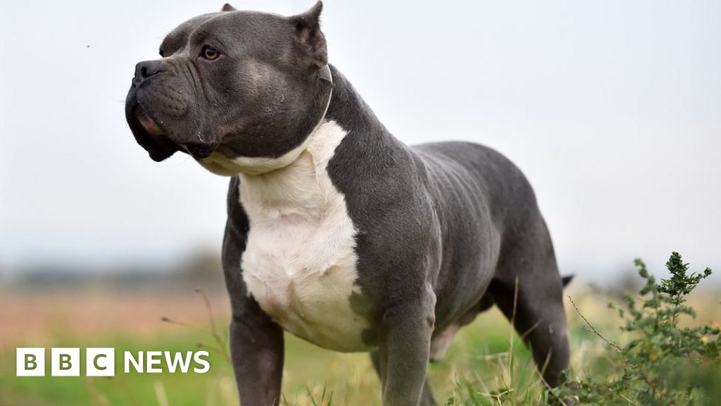 American XL Bully