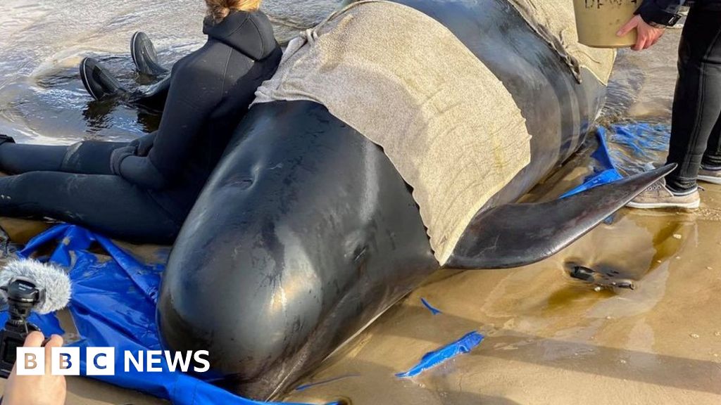 pilot-whales-tasmania-almost-400-die-in-australias-worst-stranding