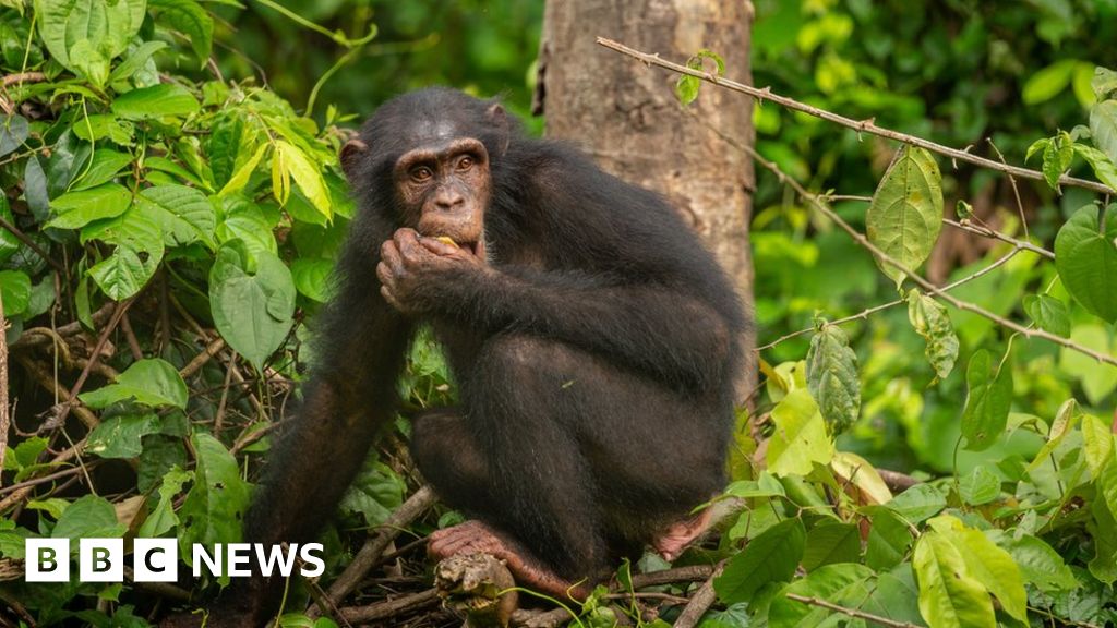 Coronavirus: Fears for future of endangered chimps in Nigeria