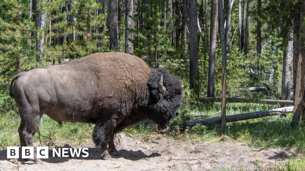 Bison throws girl through air at Yellowstone National Park BBC News