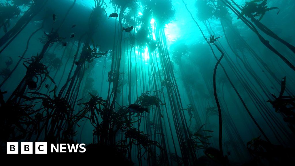 Saving The Kelp Forest That Stars In My Octopus Teacher