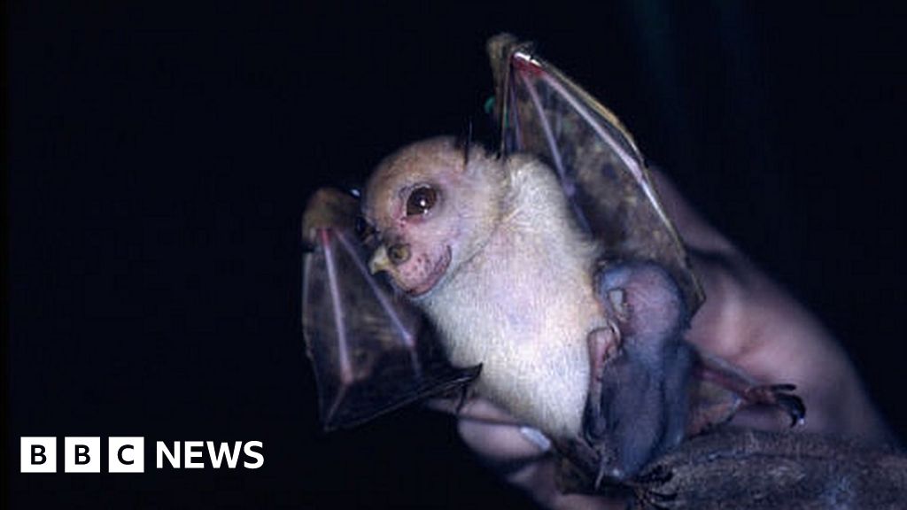 Scientific Bat Fitting