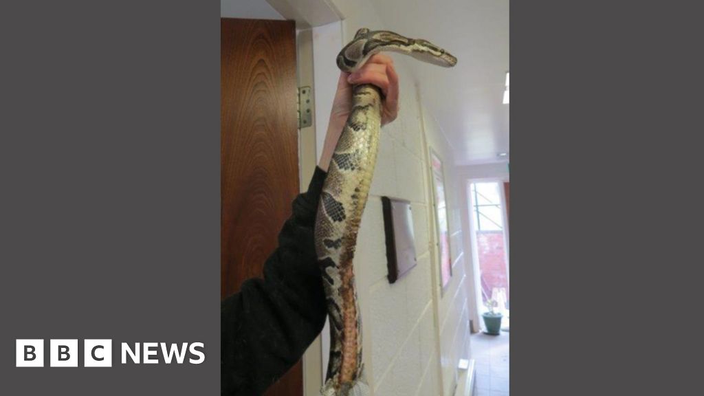 Severely-burned snake found dumped in East Lothian woods - BBC News