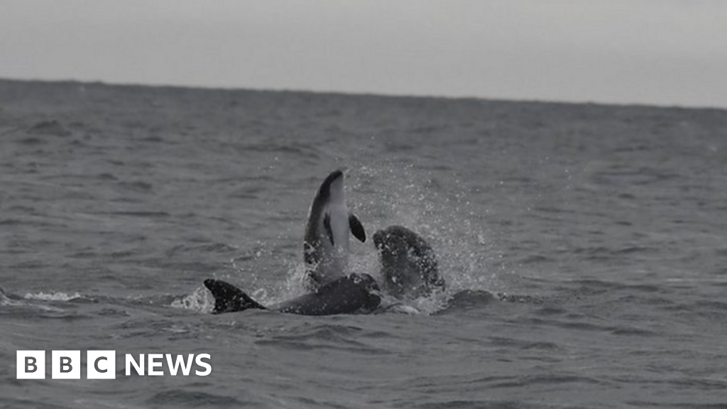 Ceredigion: Moment dolphins kill porpoise for sport - Dolphins Go On Killing Sprees When Sexually Frustrated
