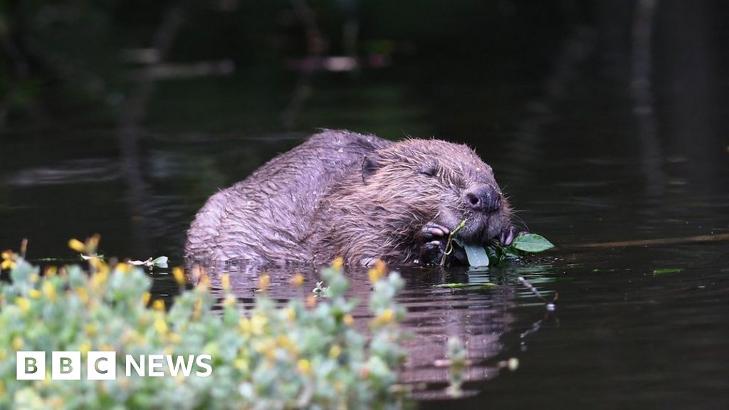 Cumbria S Eden Valley To See Reintroduction Of Beavers Bbc News