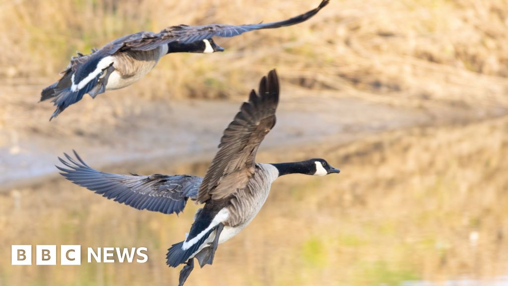 Canada goose clearance ireland quiz