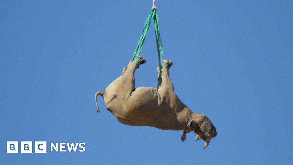 Upside Down Rhino Research Wins Ig Nobel Prize Bbc News 