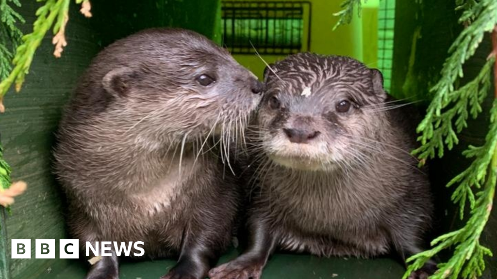 Otters Find Fairytale Love In Lockdown c News
