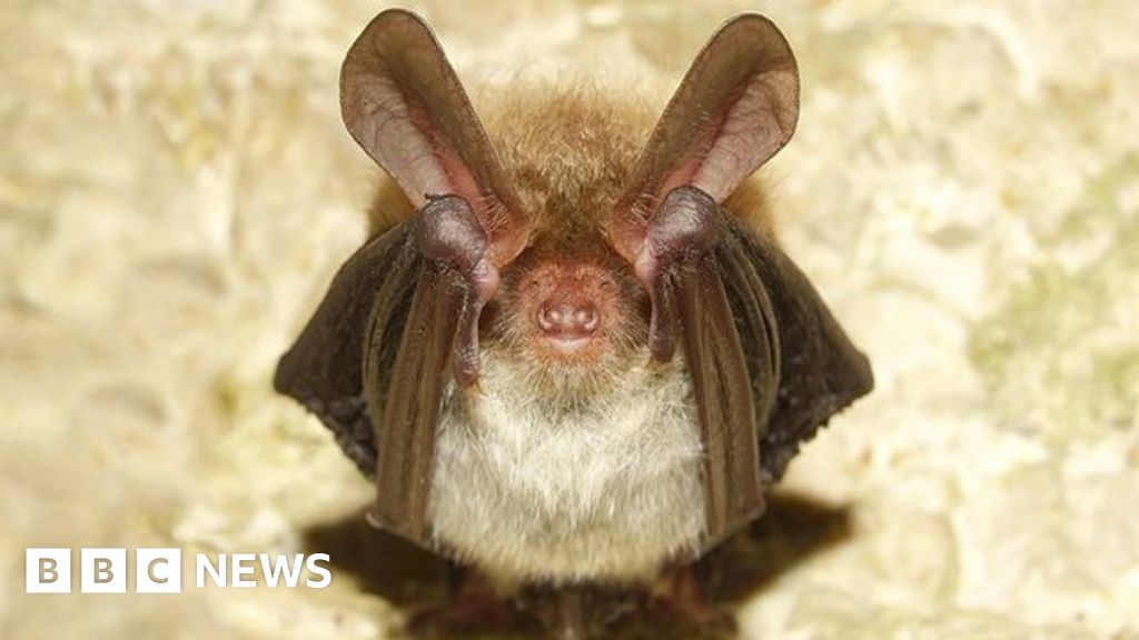 Bechstein's and barbastelle bats found at Drews Pond Nature Reserve ...