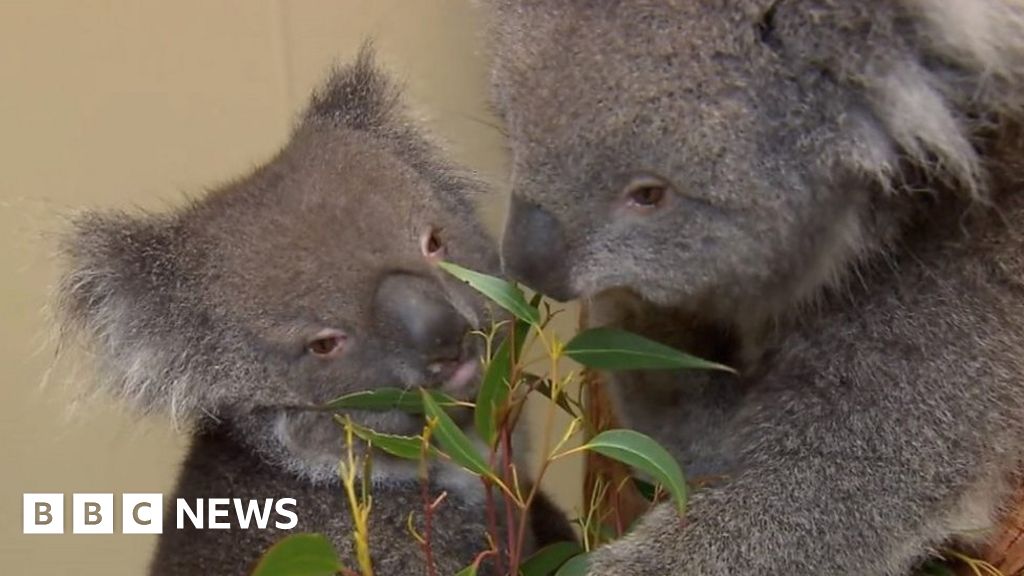 Longleat koalas aids disease research breakthrough