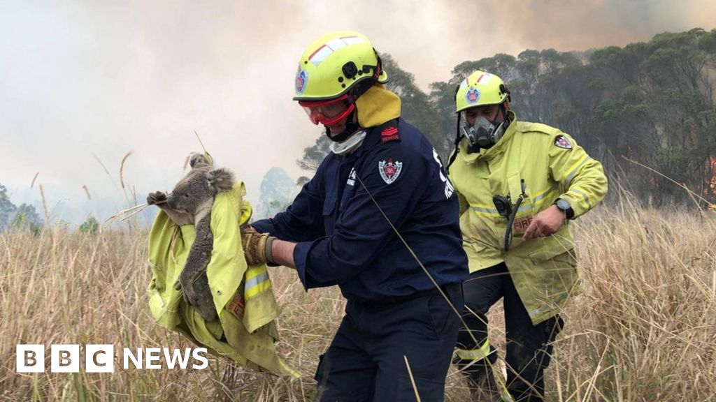 Australia fires: How do we know how many animals have died? - BBC News