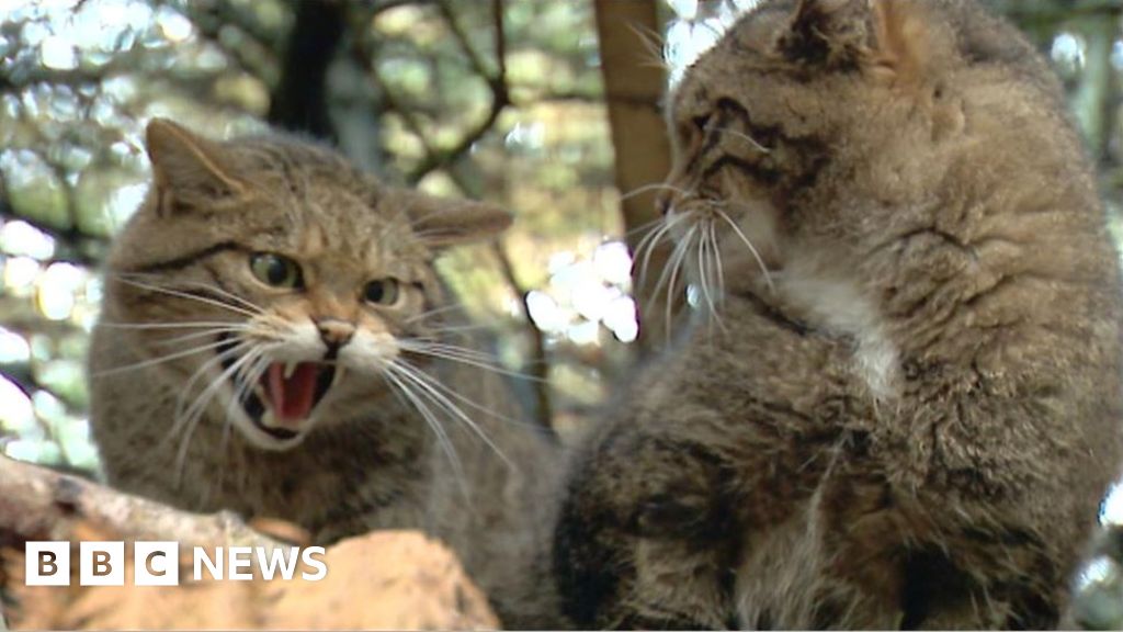 Feline HIV threat to Scotland's wildcats BBC News