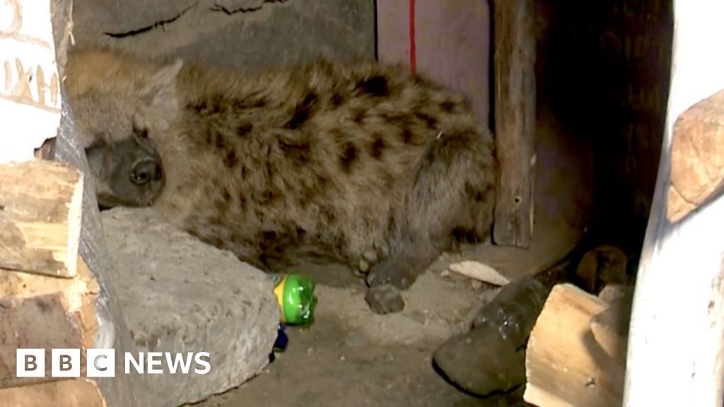 Hyena shocks Kenyan after sneaking into his shop