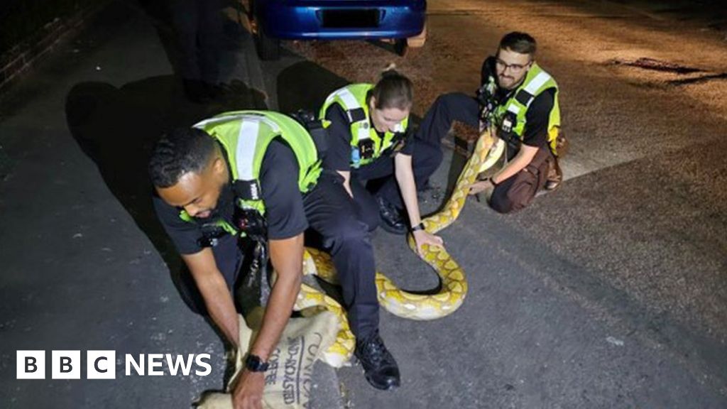 Python spotted slithering down West Bromwich street rescued