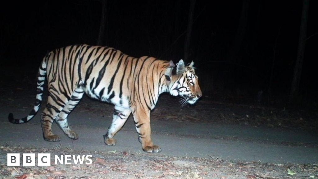 India tiger on 'longest walk ever' for mate and prey