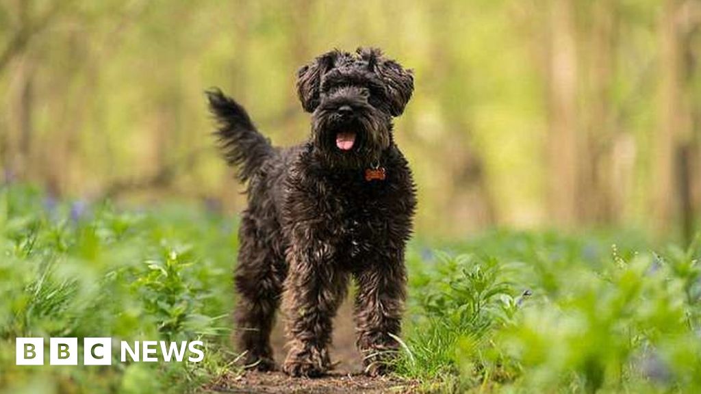 Amazon delivery driver convicted over family dog theft