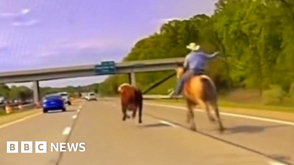 Cowboy wrangles runaway cow on Michigan interstate