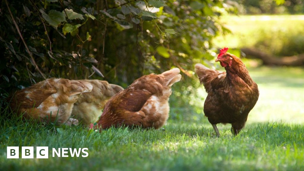Bird flu outbreak at poultry unit near Alcester will lead to cull