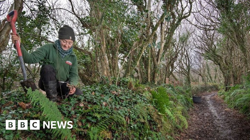 Hundreds of trees planted to restore Eden Project's hedges BBC News