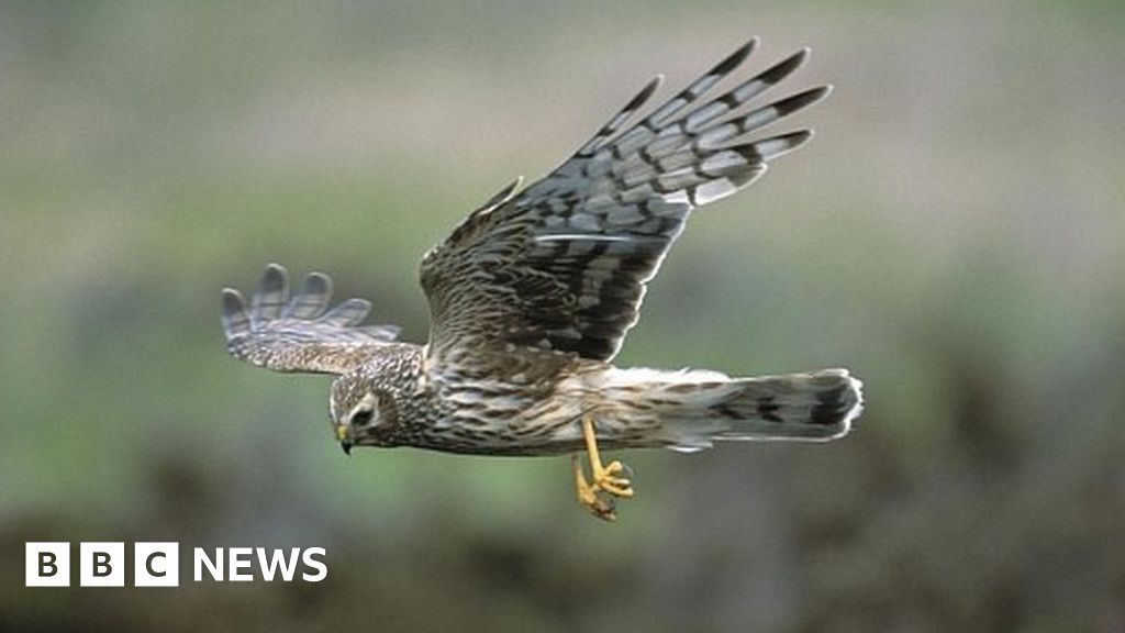 Brexit: 'Raid' on Natural England staff condemned by MPs - BBC News