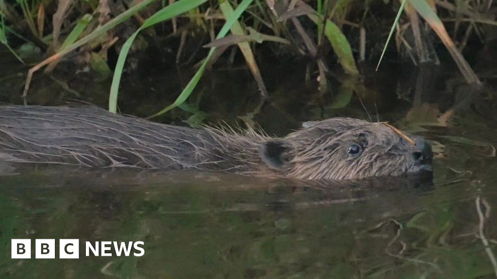 Greedy beaver caught twice in monitoring trap