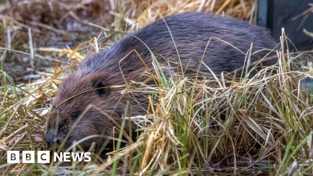 Cairngorms have first wild-born beavers in 400 years