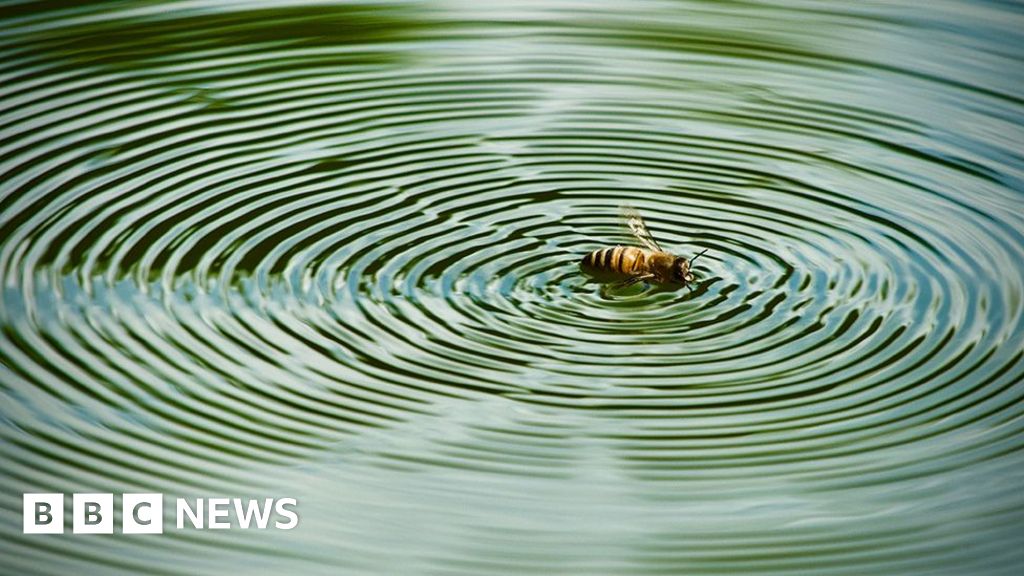 Your pictures on the theme of 'ripples' - BBC News