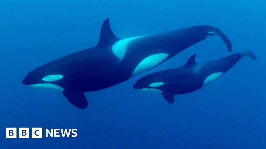 Китове, които преминават през менопаузата живеят по-дълго, което им позволява