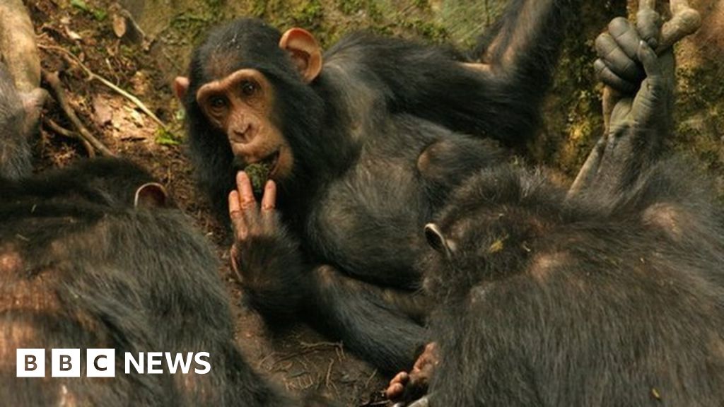 Primate tool-use: Chimpanzees make drinking sticks - BBC News