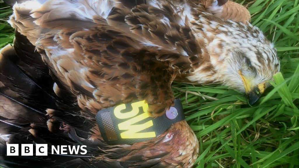 Rare red kite shot dead in County Down BBC News