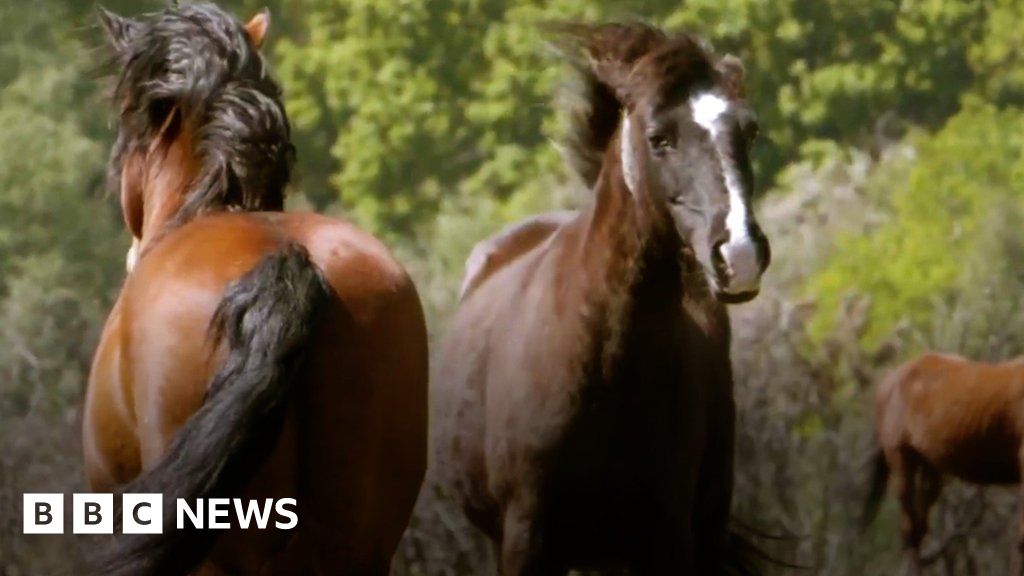 New Forest: Stallions released to help preserve pony bloodlines - BBC News