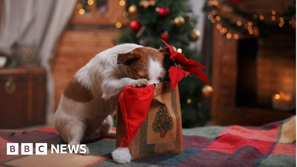 Chocolate Poisoning Risk To Dogs At Christmas Bbc News