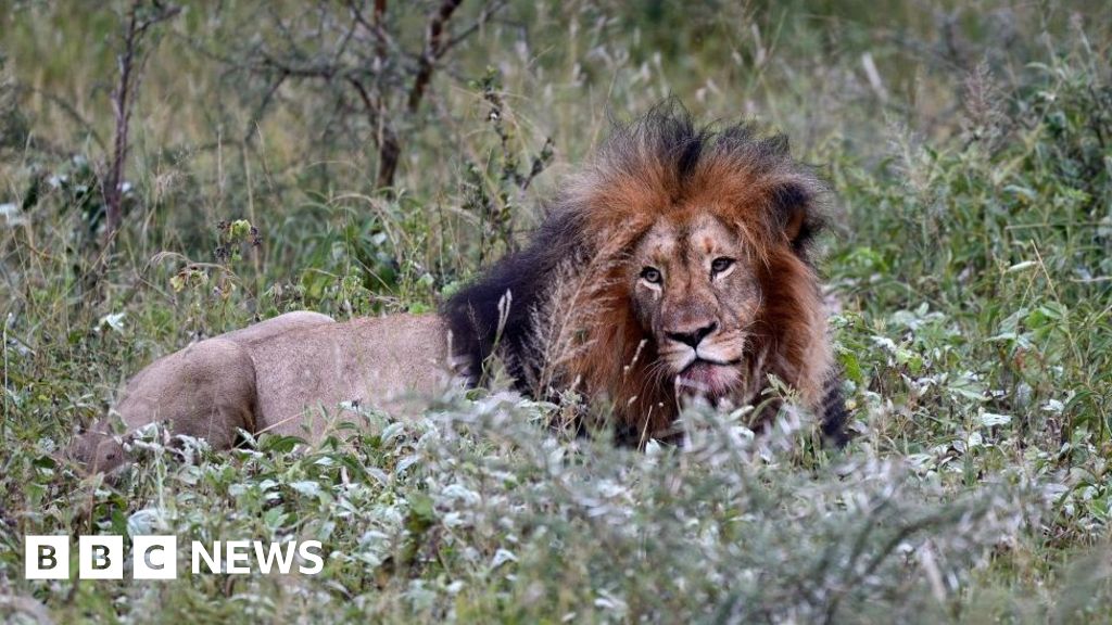 Animals electrocuted at South Africa park