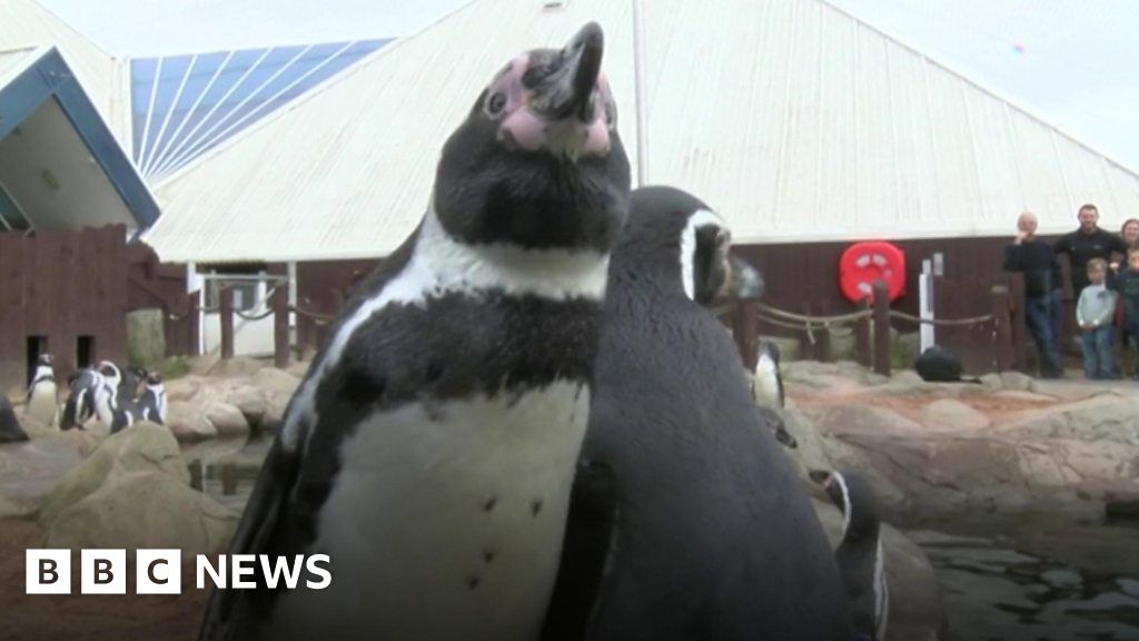 New wetsuit protects bald penguin from sunburn